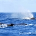 whale_humpback_h_00135_dom2178.jpg